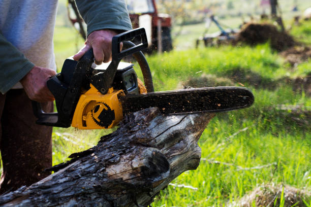 Tree and Shrub Care in Edgefield, SC